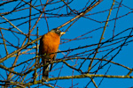 American Robin